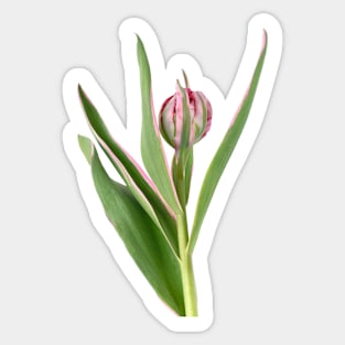 Tulipa &#39;Eternal Flame&#39; Double Early Tulip Sticker